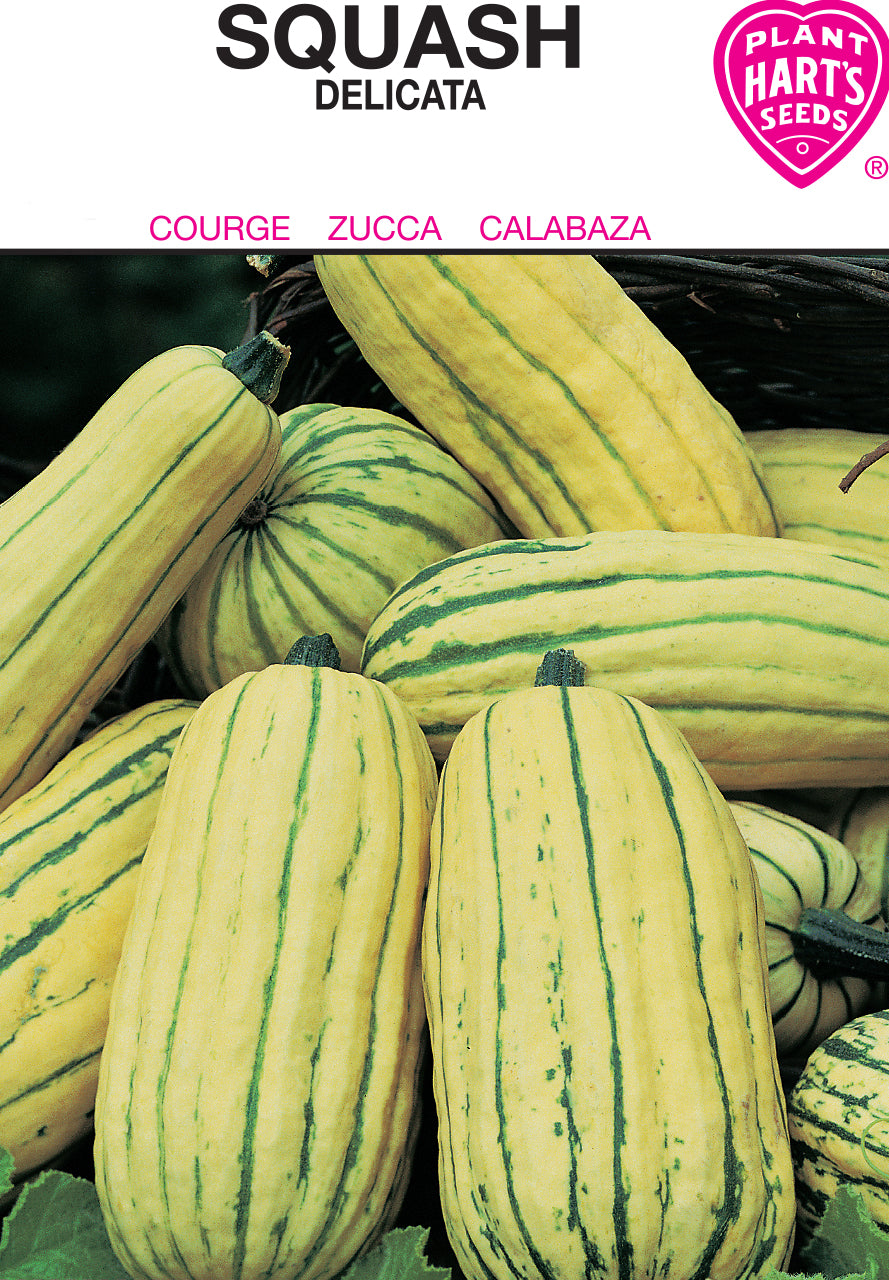 Squash Delicata