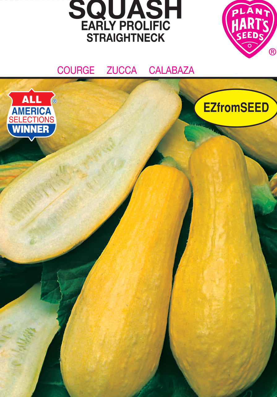 Squash Early Straightneck