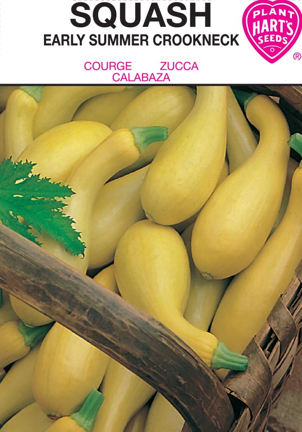 Squash Early Summer Crookneck