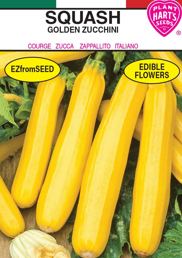 Squash Golden Zucchini