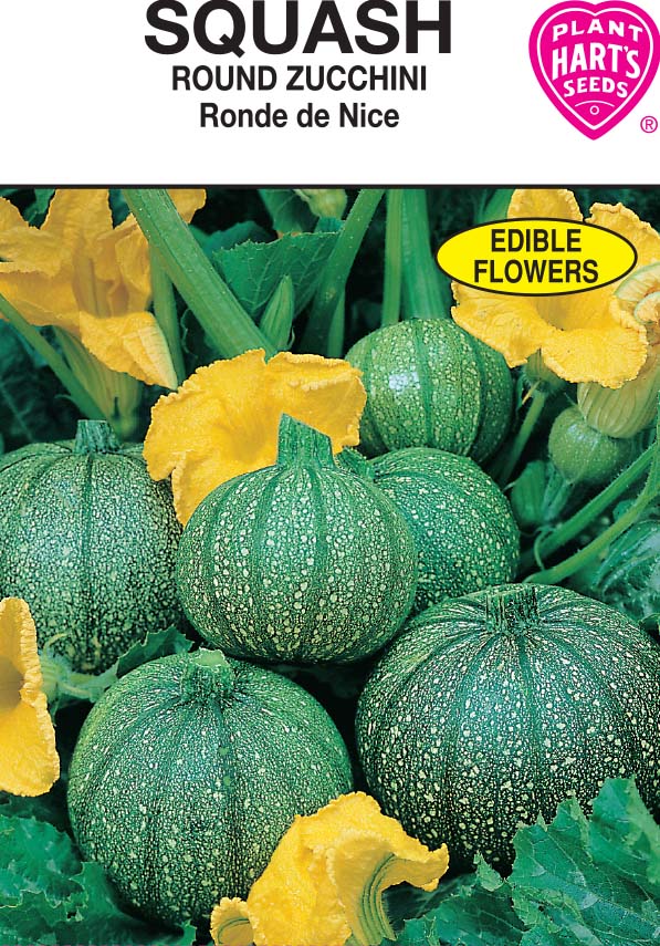 Squash Round Zucchini