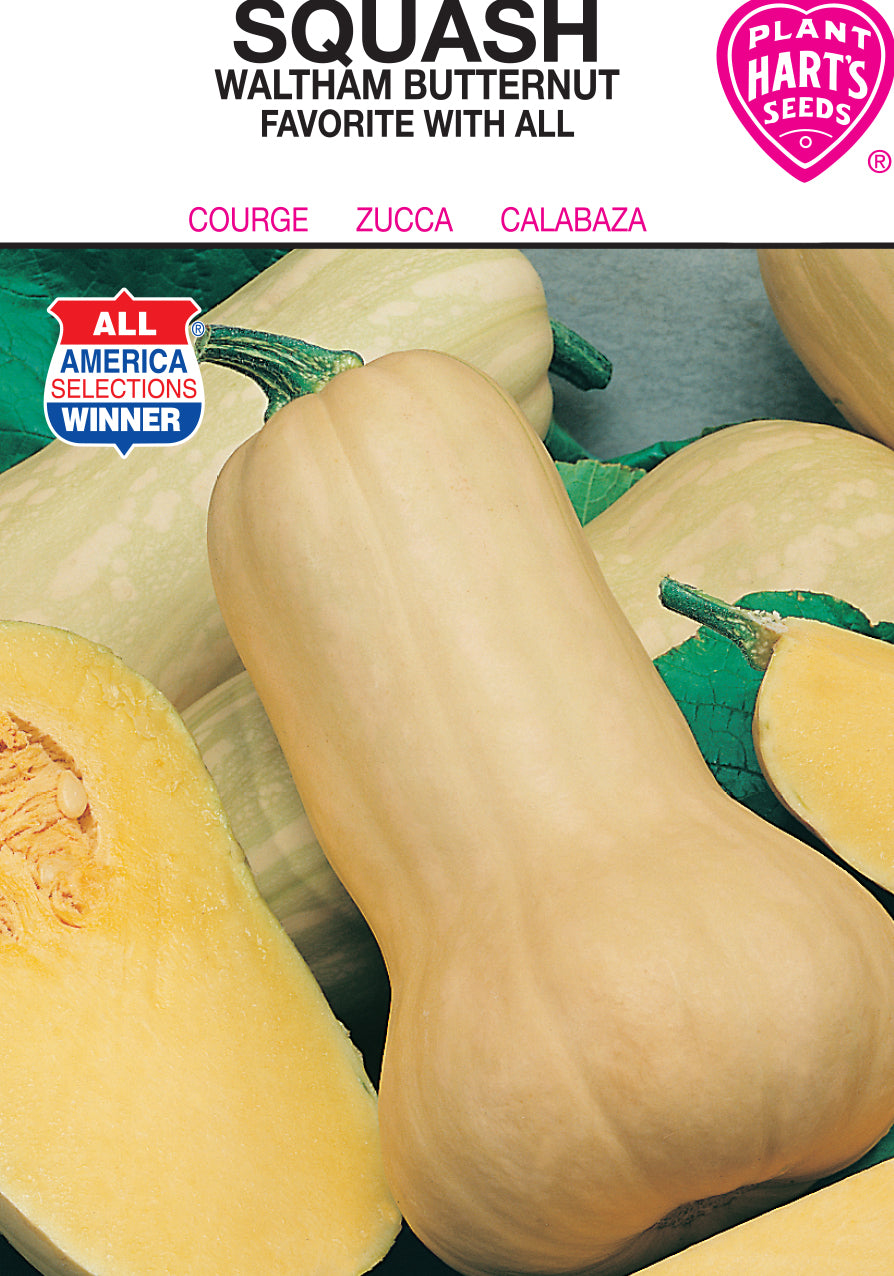 Squash Waltham Butternut