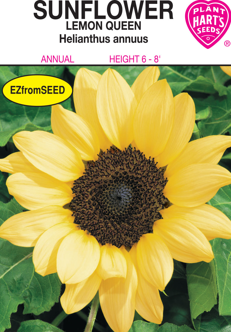 Sunflower Lemon Queen