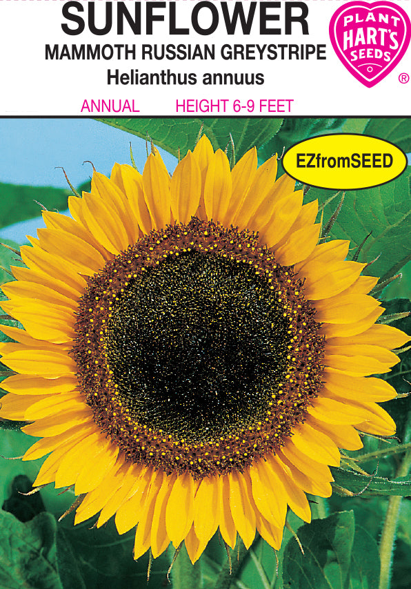 Sunflower Mammoth