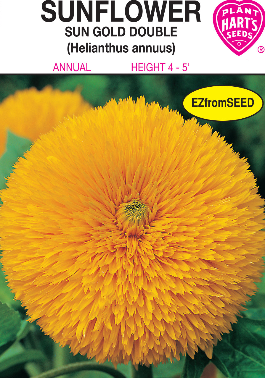Sunflower Sun Gold Double