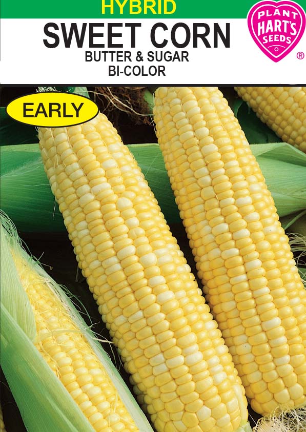 Corn Butter & Sugar- Bicolor