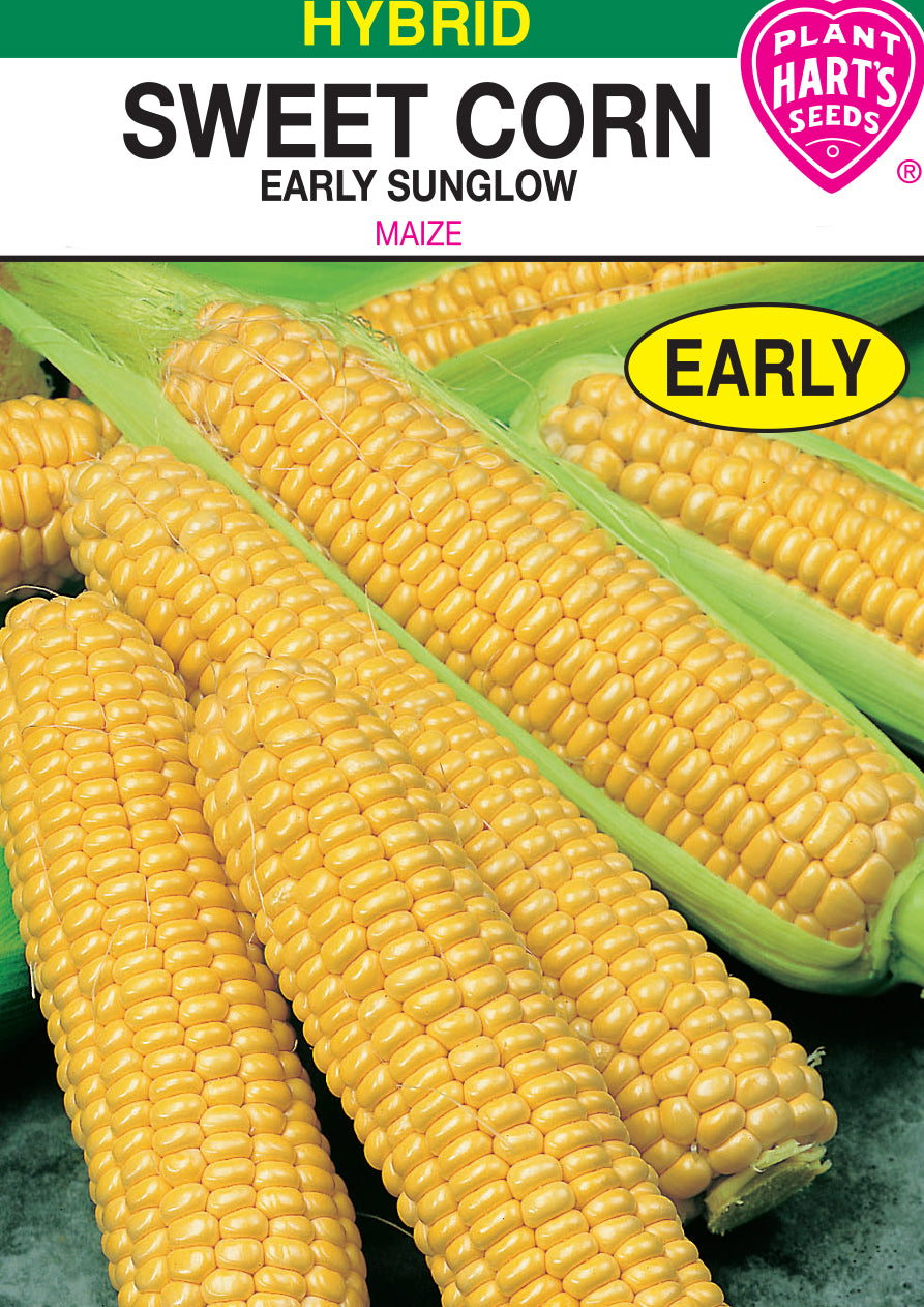 Corn Early Sunglow- Yellow
