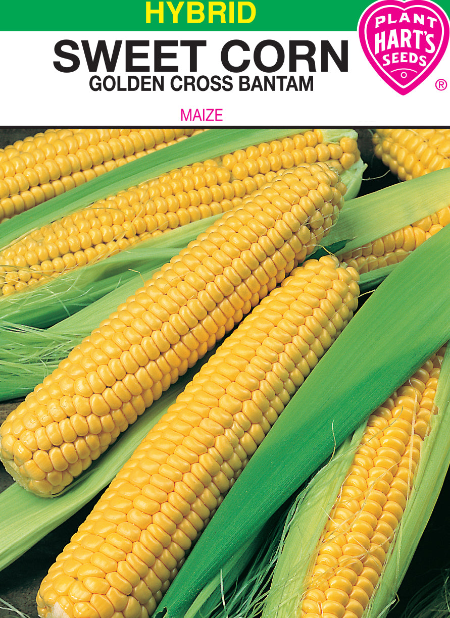 Corn Golden Cross Bantam Yellow