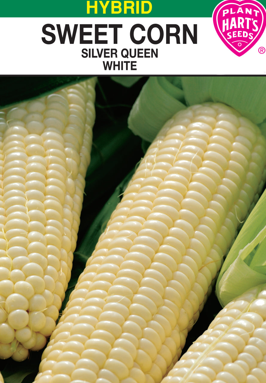 Corn Silver Queen- White