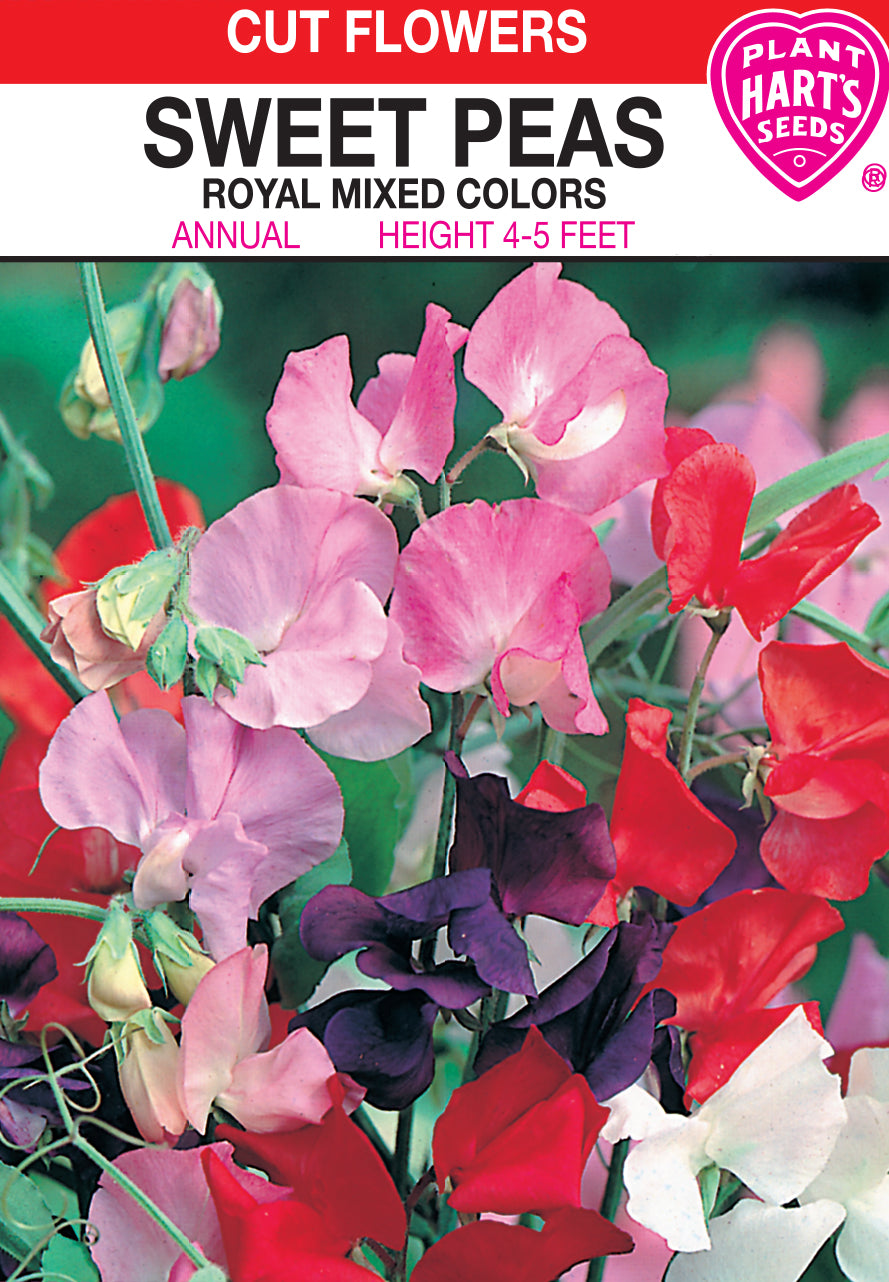 Sweet Peas Royal Mixed