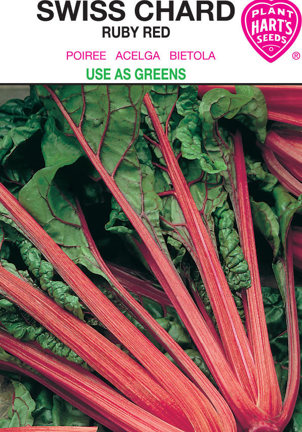 Swiss Chard Ruby Red