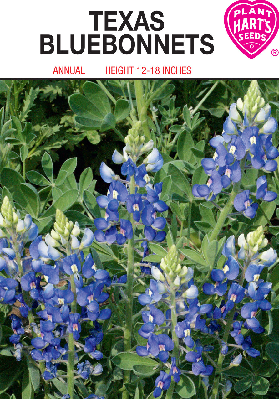 Texas Bluebonnet