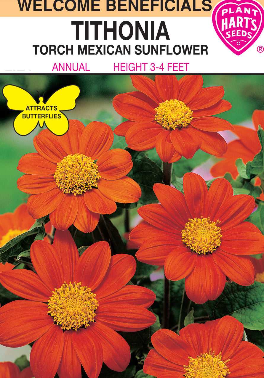 Tithonia Torch Mexican Sunflower