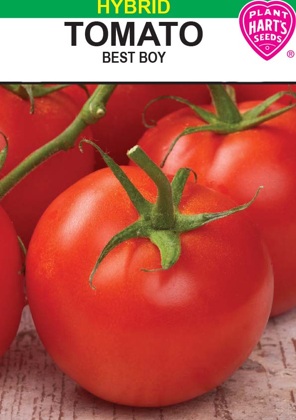 Tomato Best Boy