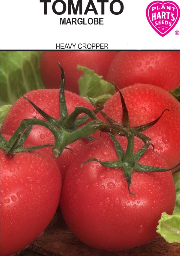 Tomato Marglobe