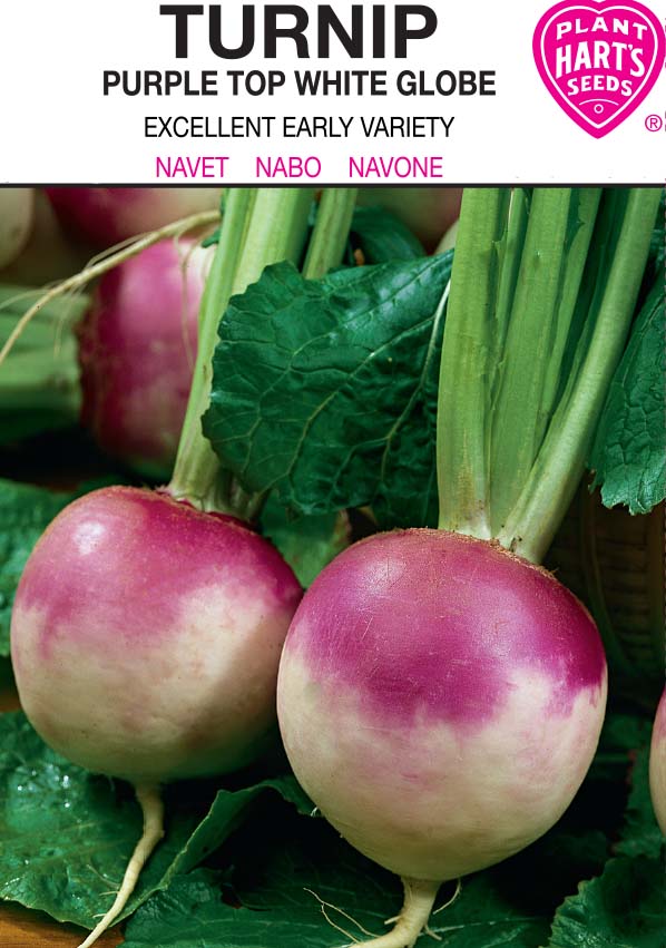 Turnip Purple Top