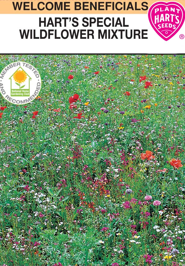 Wildflower Hart's Mix