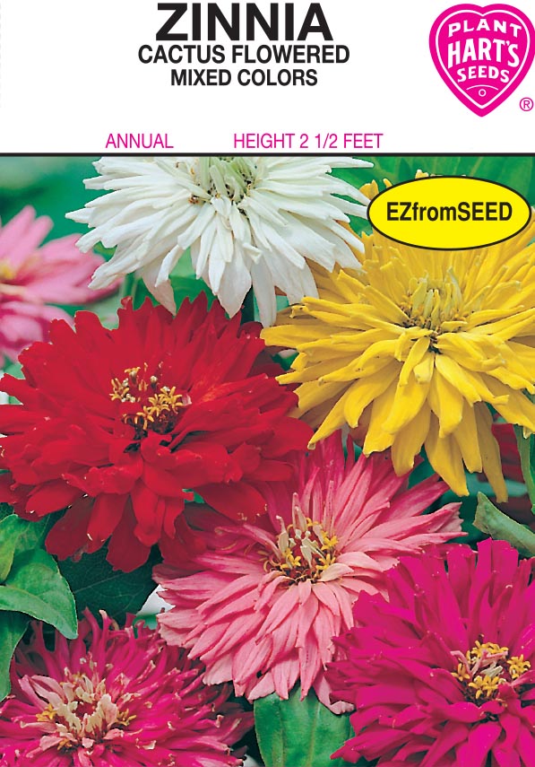 Zinnia Cactus Flowered
