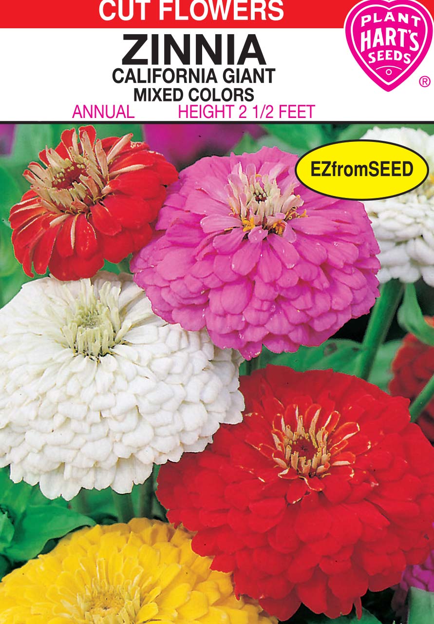 Zinnia California Giant Mix