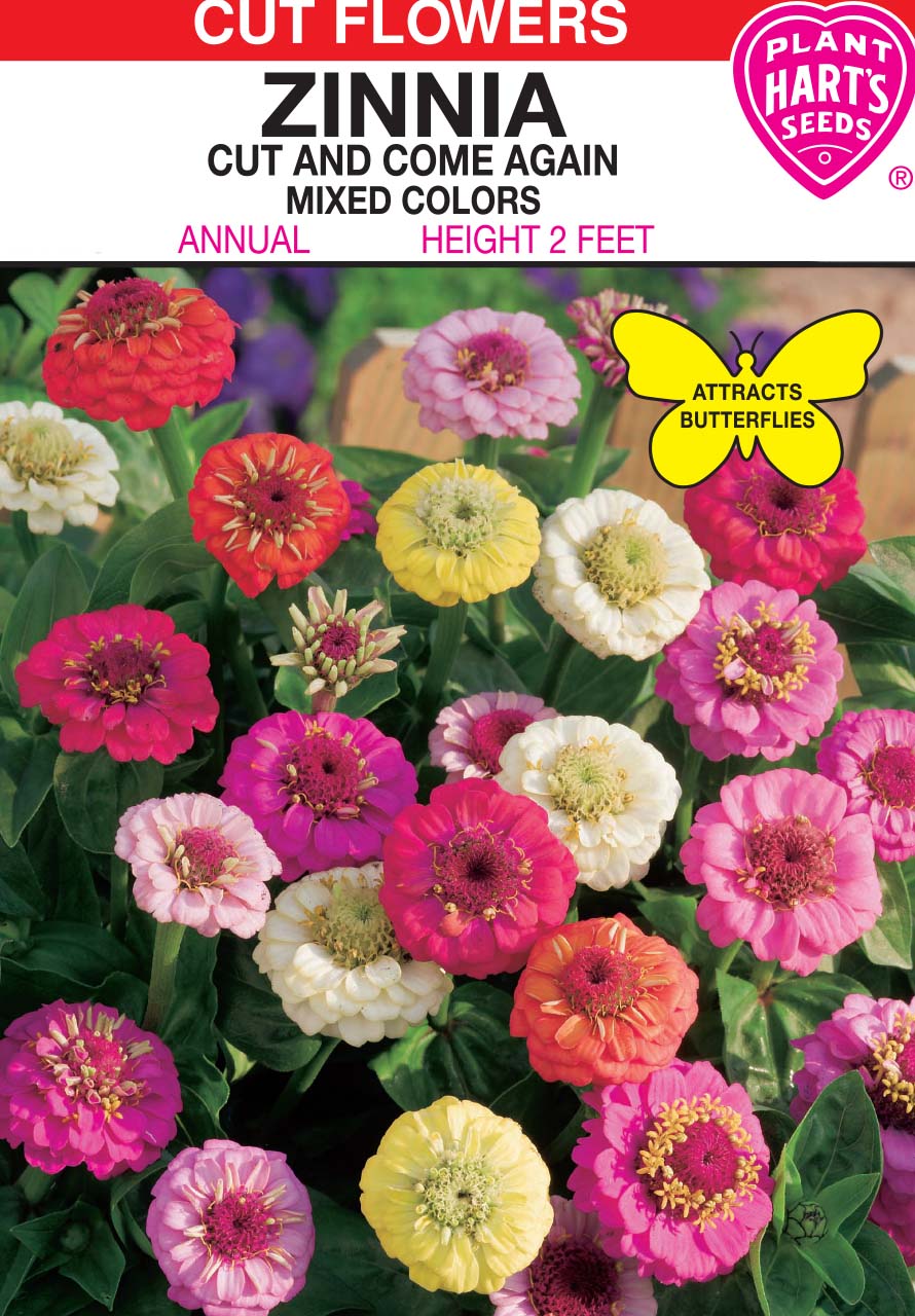 Zinnia Cut & Come