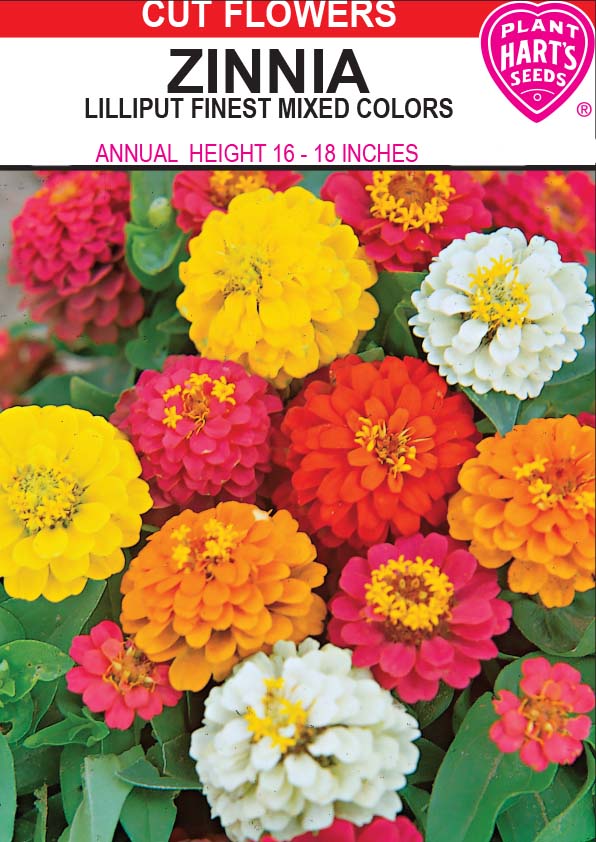 Zinnia Lilliput