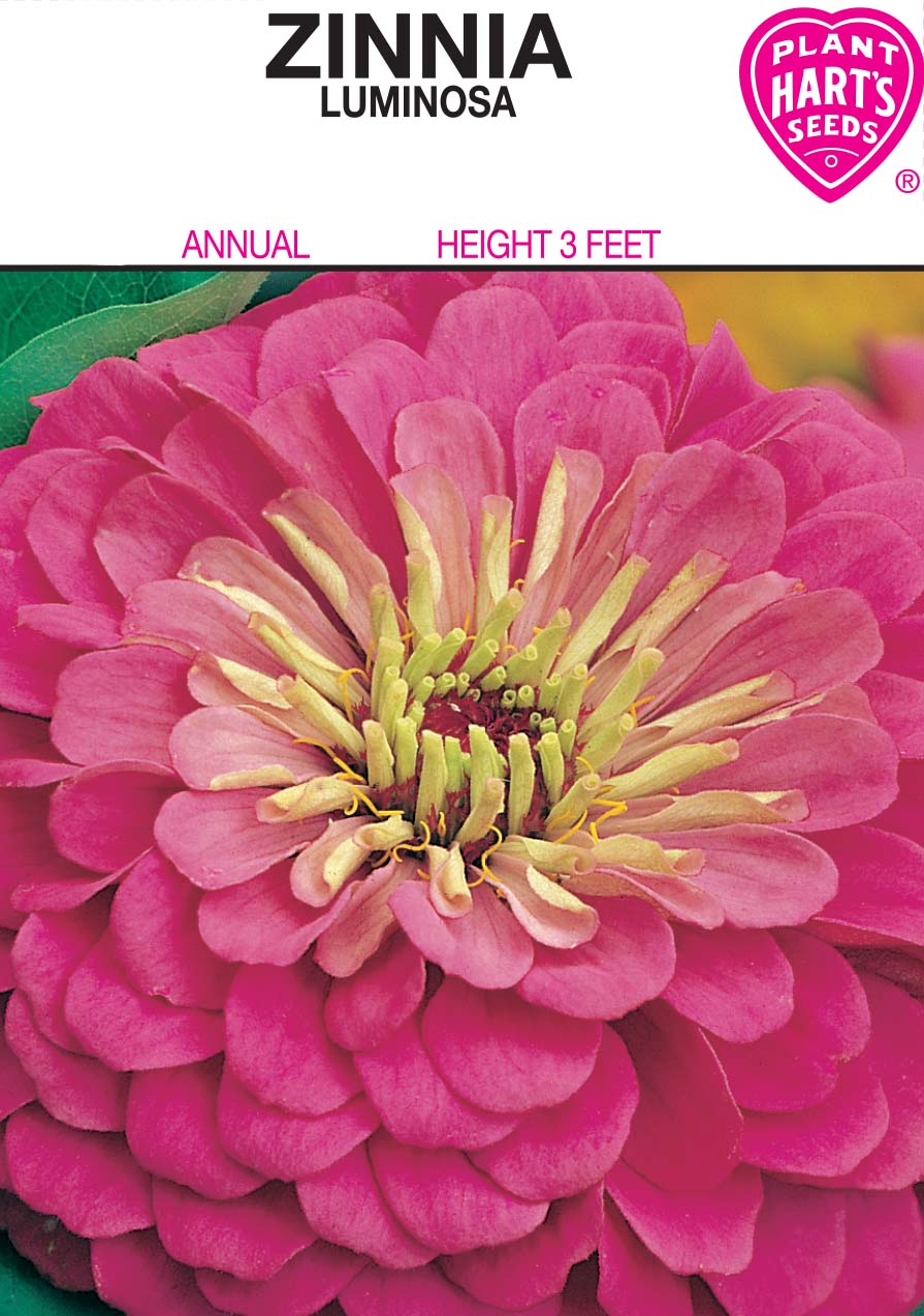 Zinnia Luminosa