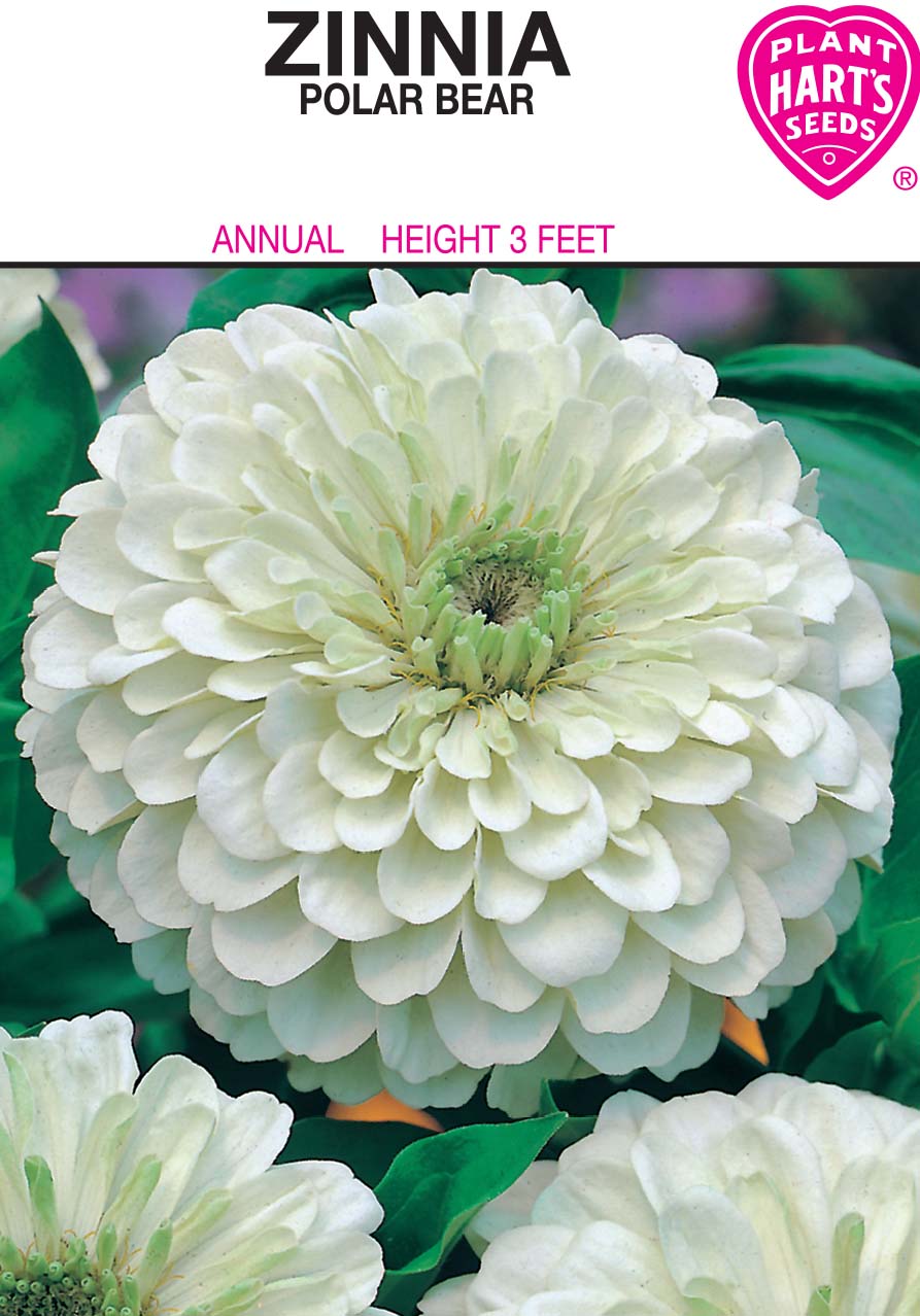 Zinnia Polar Bear