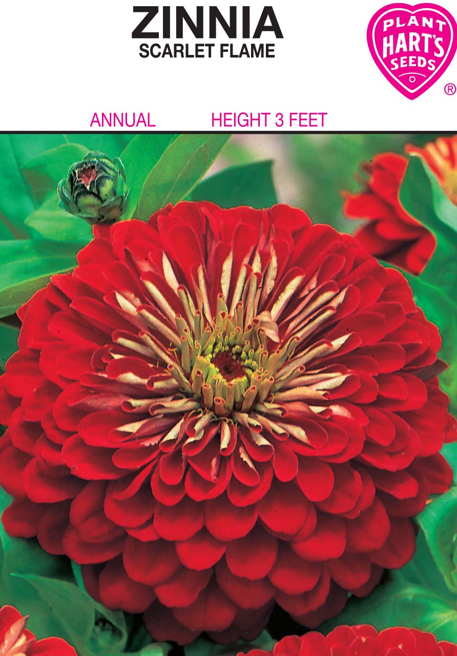 Zinnia Scarlet Flame