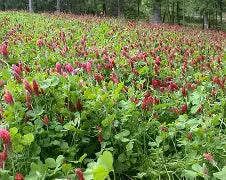 Clover Crimson