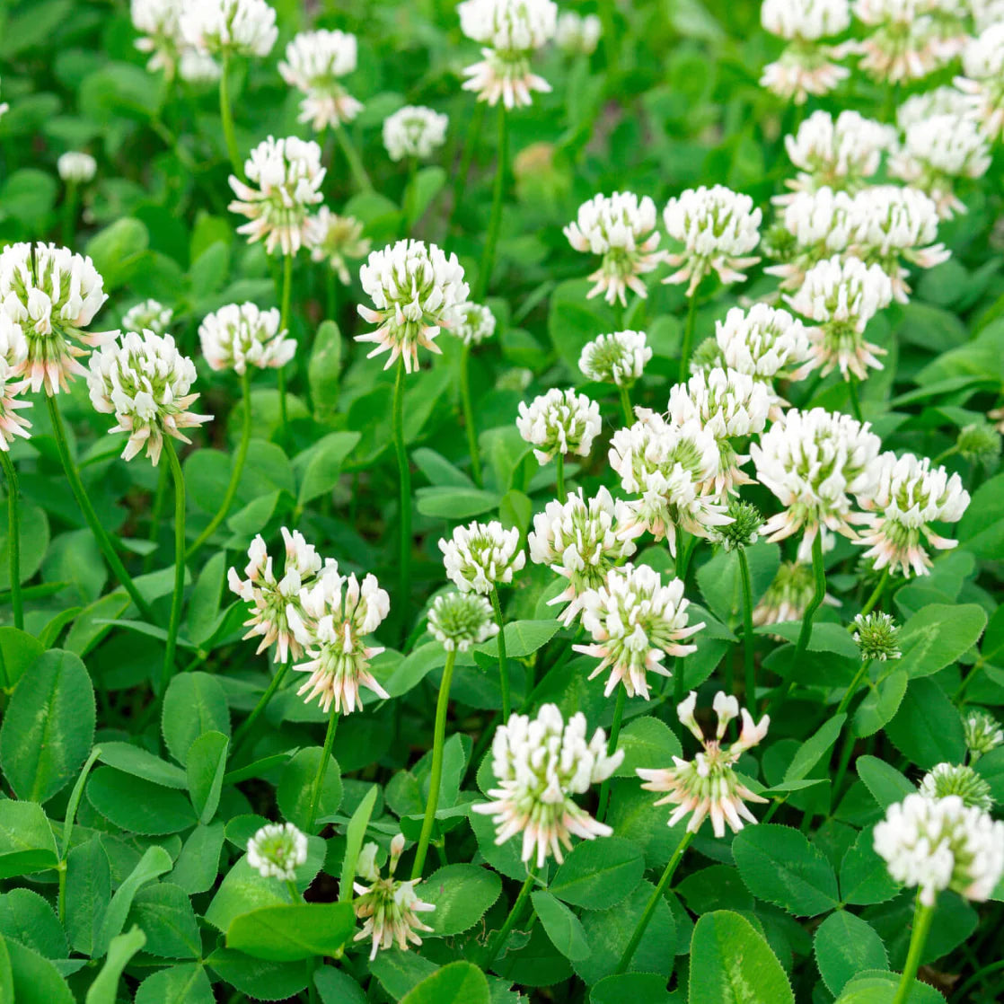 Clover White Dutch